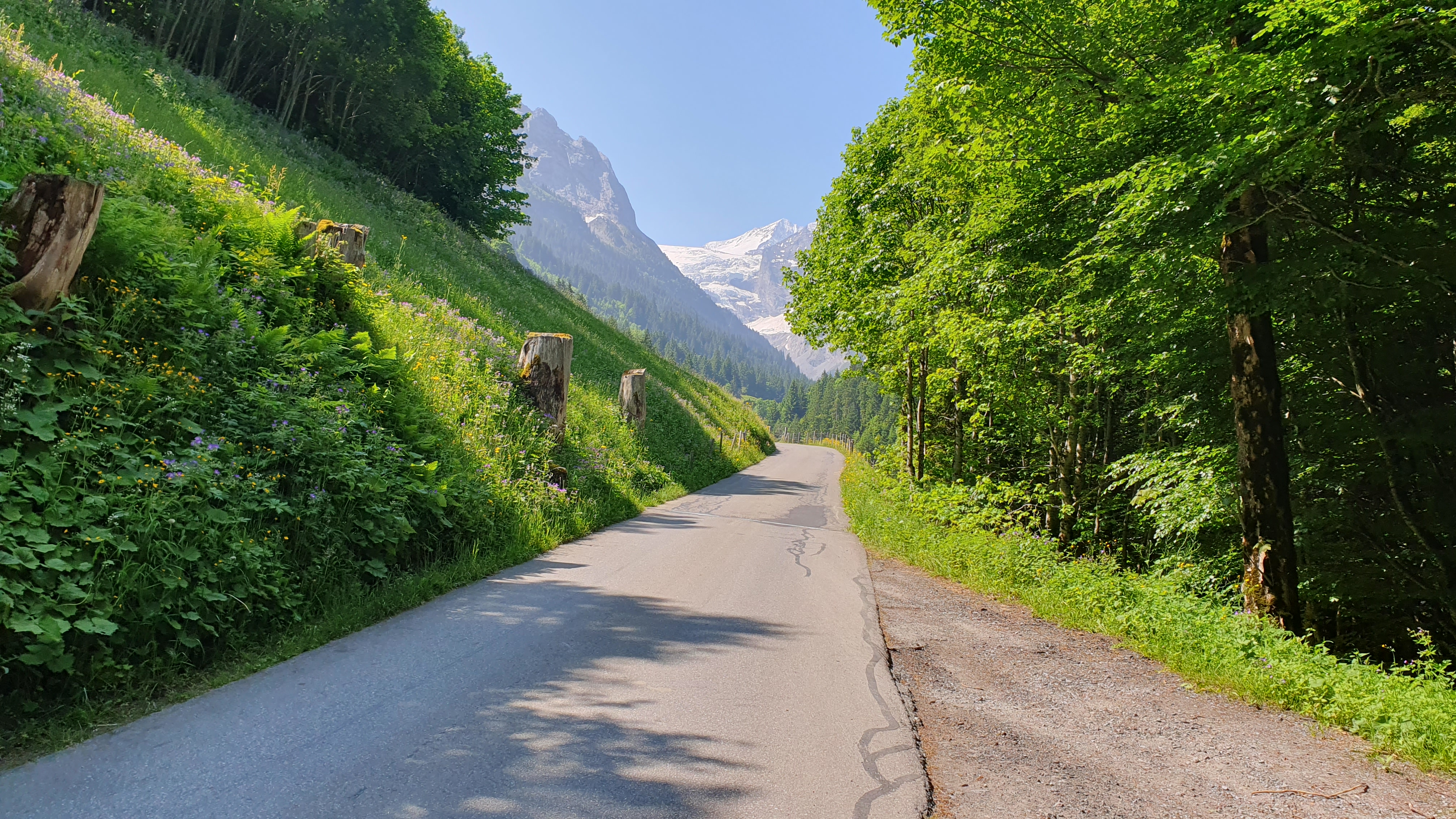 Rennradtour Meiringen: schattiger Anstieg im Wald Richtung Rosenlaui, Berner Oberland
