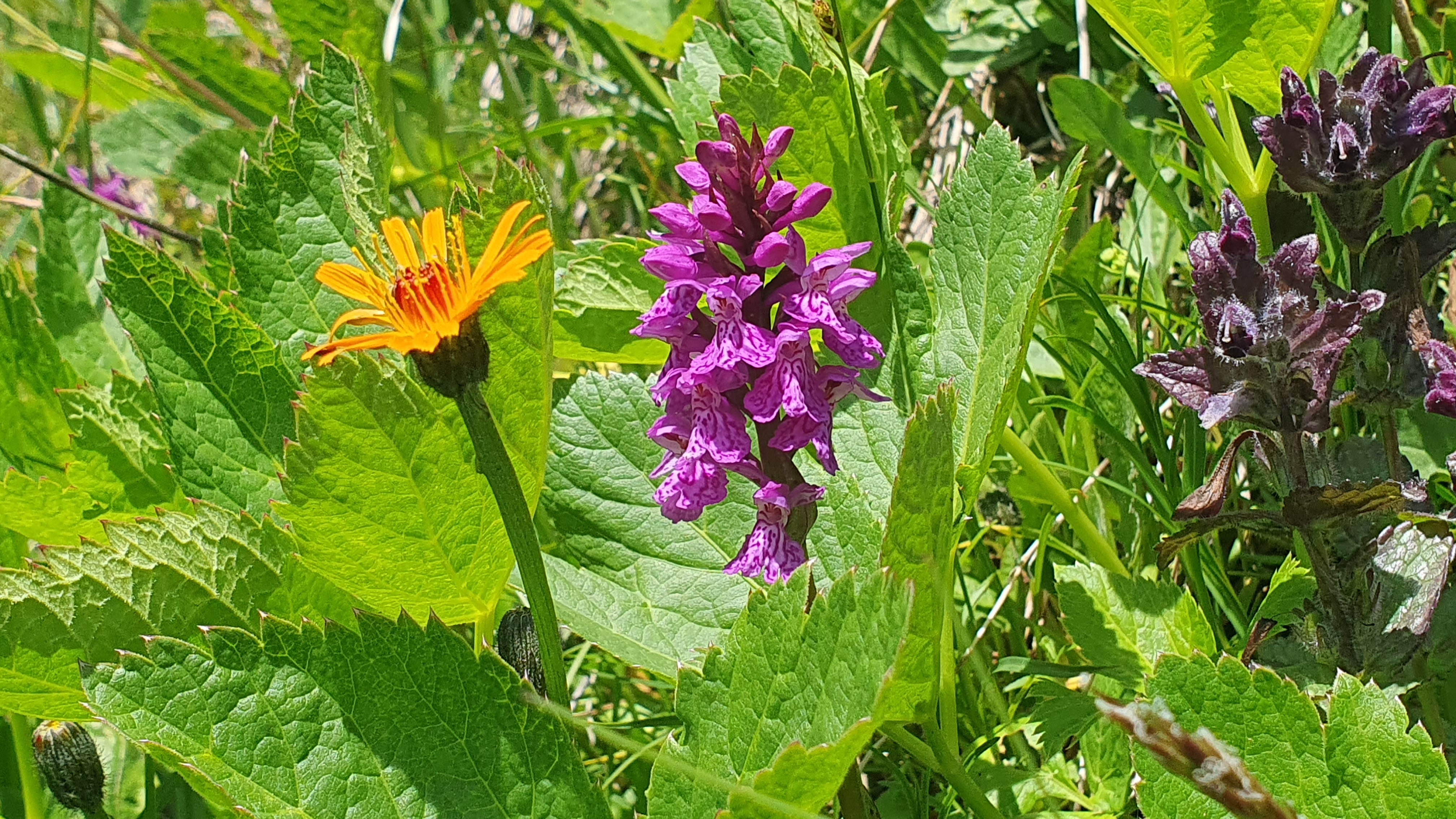 Alpenblumen am Wegrand der Furkapassstrasse – Sommer auf der Rennradtour